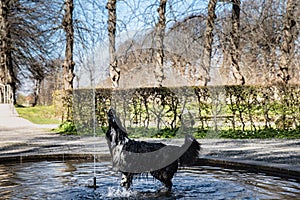 A pet dog plays and drinks water spurting from a fountain on a hot day quenching his thirst while conveying happiness and fun