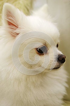 Pet dog Pomeranian dog