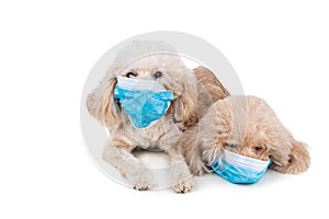 Pet dog poodle with face mask  to protect against flu virus