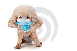 Pet dog poodle with face mask  to protect against flu virus