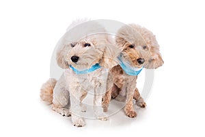 Pet dog poodle with face mask  to protect against flu virus