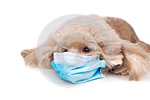 Pet dog poodle with face mask  to protect against flu virus