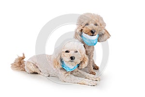 Pet dog poodle with face mask  to protect against flu virus