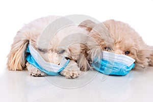 Pet dog poodle with face mask  to protect against flu virus