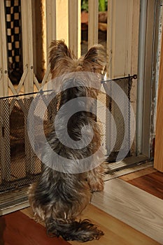 Pet dog in a predicament