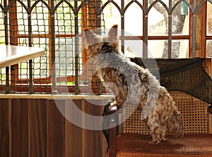 Pet dog in a predicament