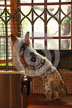 Pet dog in a predicament