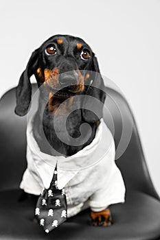 Pet, dog in shirt and tie at the workplace. White collar job interview