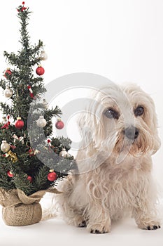 Pet dog sitting next to decorated Christmas Tree, looking sad. O