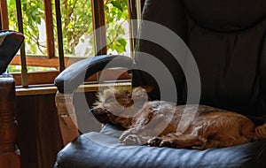 Pet dog sleeps on chair by open window