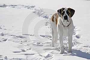 Pet dog standing in snow