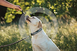 Pet dog taking a CBD hemp oil, licking a dropper