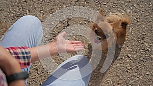 pet dog training obedience of young woman giving hand to chihuahua paw high five during outdoor leisure activity