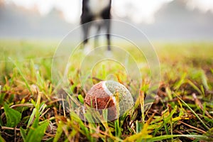 Pet dog waiting for owner to throw the ball outside in a city park and playing with toy ball. Close up of a ball toy on green