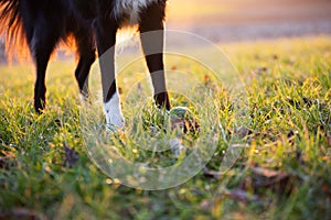 Pet dog waiting for owner to throw the ball outside in a city park and playing with toy ball. Close up of a ball toy on green