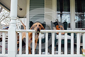 Pet dog waits for owner on porch