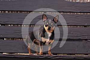 Pet dog walks on the street. Chihuahua dog for a walk. Chihuahua black, brown and white