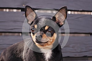 Pet dog walks on the street. Chihuahua dog for a walk. Chihuahua black, brown and white