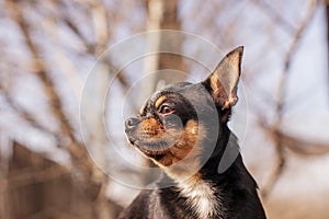 Pet dog walks on the street. Chihuahua dog for a walk. Chihuahua black, brown and white