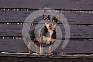 Pet dog walks on the street. Chihuahua dog for a walk. Chihuahua black, brown and white