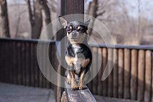 Pet dog walks on the street. Chihuahua dog for a walk. Chihuahua black, brown and white