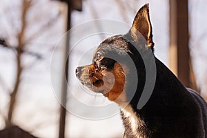 Pet dog walks on the street. Chihuahua dog for a walk. Chihuahua black, brown and white