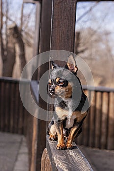 Pet dog walks on the street. Chihuahua dog for a walk. Chihuahua black, brown and white