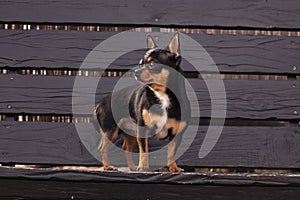 Pet dog walks on the street. Chihuahua dog for a walk. Chihuahua black, brown and white