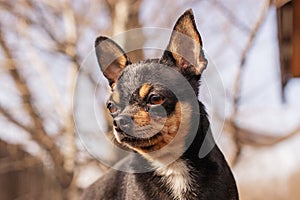 Pet dog walks on the street. Chihuahua dog for a walk. Chihuahua black, brown and white