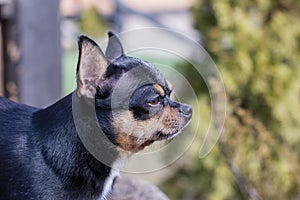 Pet dog walks on the street. Chihuahua dog for a walk. Chihuahua black, brown and white