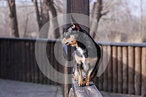 Pet dog walks on the street. Chihuahua dog for a walk. Chihuahua black, brown and white