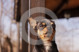 Pet dog walks on the street. Chihuahua dog for a walk. Chihuahua black, brown and white