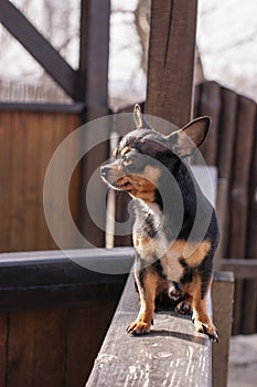 Pet dog walks on the street. Chihuahua dog for a walk. Chihuahua black, brown and white