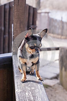 Pet dog walks on the street. Chihuahua dog for a walk. Chihuahua black, brown and white