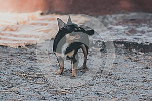 Pet dog walks on the street. Chihuahua dog for a walk. Chihuahua black, brown and white. Cute puppy on a walk