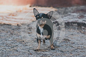 Pet dog walks on the street. Chihuahua dog for a walk. Chihuahua black, brown and white. Cute puppy on a walk