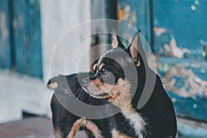 Pet dog walks on the street. Chihuahua dog for a walk. Chihuahua black, brown and white. Cute puppy on a walk