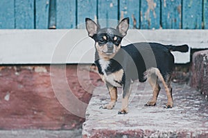 Pet dog walks on the street. Chihuahua dog for a walk. Chihuahua black, brown and white. Cute puppy on a walk