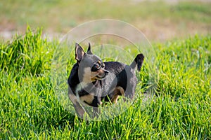 Pet dog walks on the street. Chihuahua dog for a walk. Chihuahua black, brown and white. Cute puppy on a walk