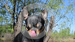 Pet dog walks on the street. Chihuahua dog for a walk. Chihuahua black, brown and white. Cute puppy on a walk.