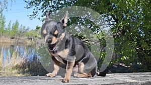 Pet dog walks on the street. Chihuahua dog for a walk. Chihuahua black, brown and white. Cute puppy on a walk.