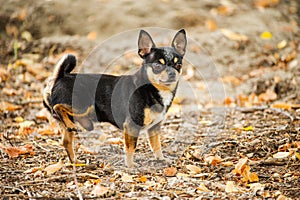 Pet dog walks on the street. Chihuahua dog for a walk. Chihuahua black, brown and white. Cute puppy on a walk