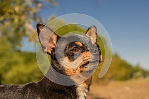 Pet dog walks on the street. Chihuahua dog for a walk. Chihuahua black, brown and white. Cute puppy on a walk. Dog