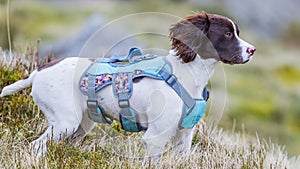 Pet dog wearing a protective harness outdoors