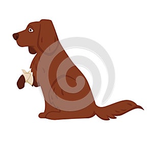 Pet dog with wounded or broken paw in bandage vector cartoon icon