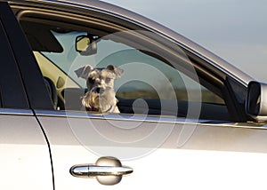 Mascota canino en auto 