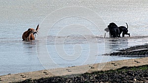 Pet dogs playing in the river