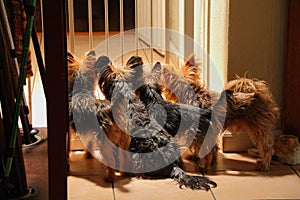 Pet dogs in some predicament