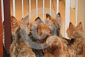 Pet dogs in some predicament