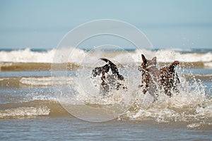 Pet dogs splashing in the ocean surf, Scheveningen beach, Holland, NL